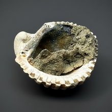 Load image into Gallery viewer, Bivalve (Pelecypoda) Fossil Sea Shell with Chalcopyrite | Mineralized Fossil Specimen | Indonesia