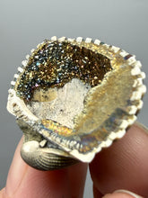 Load image into Gallery viewer, Bivalve (Pelecypoda) Fossil Sea Shell with Chalcopyrite | Mineralized Fossil Specimen | Indonesia