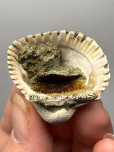 Load image into Gallery viewer, Bivalve (Pelecypoda) Fossil Sea Shell with Chalcopyrite | Mineralized Fossil Specimen | Indonesia