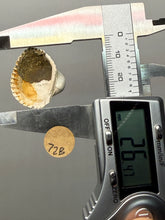Load image into Gallery viewer, Bivalve (Pelecypoda) Fossil Sea Shell with Chalcopyrite | Mineralized Fossil Specimen | Indonesia