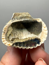 Load image into Gallery viewer, Bivalve (Pelecypoda) Fossil Sea Shell with Chalcopyrite | Mineralized Fossil Specimen | Indonesia