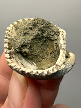 Load image into Gallery viewer, Bivalve (Pelecypoda) Fossil Sea Shell with Chalcopyrite | Mineralized Fossil Specimen | Indonesia