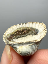 Load image into Gallery viewer, Bivalve (Pelecypoda) Fossil Sea Shell with Chalcopyrite | Mineralized Fossil Specimen | Indonesia