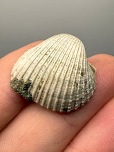 Load image into Gallery viewer, Bivalve (Pelecypoda) Fossil Sea Shell with Chalcopyrite | Mineralized Fossil Specimen | Indonesia