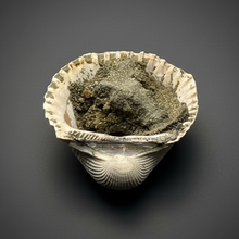 Load image into Gallery viewer, Bivalve (Pelecypoda) Fossil Sea Shell with Chalcopyrite | Mineralized Fossil Specimen | Indonesia