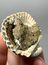Load image into Gallery viewer, Bivalve (Pelecypoda) Fossil Sea Shell with Chalcopyrite | Mineralized Fossil Specimen | Indonesia