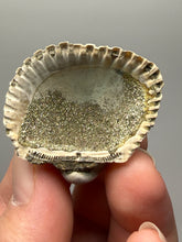 Load image into Gallery viewer, Bivalve (Pelecypoda) Fossil Sea Shell with Chalcopyrite | Mineralized Fossil Specimen | Indonesia