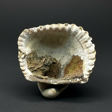 Load image into Gallery viewer, Bivalve (Pelecypoda) Fossil Sea Shell with Chalcopyrite | Mineralized Fossil Specimen | Indonesia
