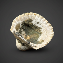 Load image into Gallery viewer, Bivalve (Pelecypoda) Fossil Sea Shell with Chalcopyrite | Mineralized Fossil Specimen | Indonesia