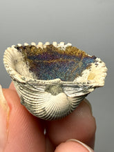 Load image into Gallery viewer, Bivalve (Pelecypoda) Fossil Sea Shell with Chalcopyrite | Mineralized Fossil Specimen | Indonesia