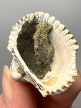 Load image into Gallery viewer, Bivalve (Pelecypoda) Fossil Sea Shell with Chalcopyrite | Mineralized Fossil Specimen | Indonesia