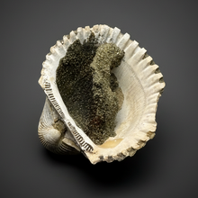 Load image into Gallery viewer, Bivalve (Pelecypoda) Fossil Sea Shell with Chalcopyrite | Mineralized Fossil Specimen | Indonesia