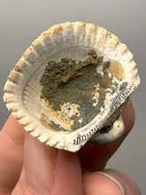 Load image into Gallery viewer, Bivalve (Pelecypoda) Fossil Sea Shell with Chalcopyrite | Mineralized Fossil Specimen | Indonesia