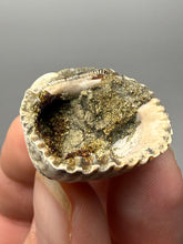 Load image into Gallery viewer, Bivalve (Pelecypoda) Fossil Sea Shell with Chalcopyrite | Mineralized Fossil Specimen | Indonesia