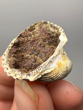 Load image into Gallery viewer, Bivalve (Pelecypoda) Fossil Sea Shell with Chalcopyrite | Mineralized Fossil Specimen | Indonesia