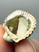Load image into Gallery viewer, Bivalve (Pelecypoda) Fossil Sea Shell with Chalcopyrite | Mineralized Fossil Specimen | Indonesia