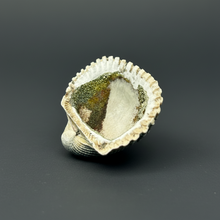 Load image into Gallery viewer, Bivalve (Pelecypoda) Fossil Sea Shell with Chalcopyrite | Mineralized Fossil Specimen | Indonesia