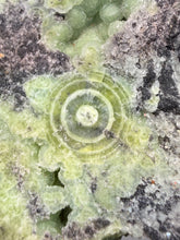 Load image into Gallery viewer, High-Grade Green Wavellite Collectors Specimen - Radiating Botryoidal Crystal Formation - Arkansas, USA