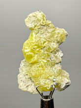 Load image into Gallery viewer, Vibrant Yellow Brucite Thumbnail Mineral Specimen | Collector Crystal from Killa Saifullah District in Balochistan Province, Pakistan