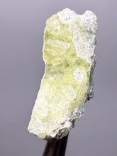 Load image into Gallery viewer, Vibrant Yellow Brucite Thumbnail Mineral Specimen | Collector Crystal from Killa Saifullah District in Balochistan Province, Pakistan