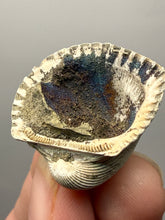 Load image into Gallery viewer, Bivalve (Pelecypoda) Fossil Sea Shell with Chalcopyrite | Mineralized Fossil Specimen | Indonesia