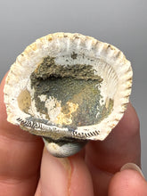 Load image into Gallery viewer, Bivalve (Pelecypoda) Fossil Sea Shell with Chalcopyrite | Mineralized Fossil Specimen | Indonesia