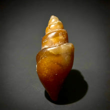Load image into Gallery viewer, Agatized Gastropod Fossil Specimen | Morocco
