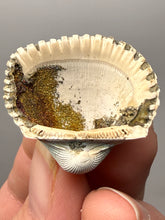 Load image into Gallery viewer, Bivalve (Pelecypoda) Fossil Sea Shell with Chalcopyrite | Mineralized Fossil Specimen | Indonesia