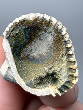 Load image into Gallery viewer, Bivalve (Pelecypoda) Fossil Sea Shell with Chalcopyrite | Mineralized Fossil Specimen | Indonesia