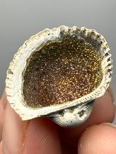 Load image into Gallery viewer, Bivalve (Pelecypoda) Fossil Sea Shell with Chalcopyrite | Mineralized Fossil Specimen | Indonesia