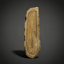 Load image into Gallery viewer, Stromatolite Fossil Slice | Ancient Microbial Reef Structure | Morocco