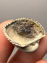 Load image into Gallery viewer, Bivalve (Pelecypoda) Fossil Sea Shell with Chalcopyrite | Mineralized Fossil Specimen | Indonesia