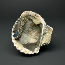 Load image into Gallery viewer, Bivalve (Pelecypoda) Fossil Sea Shell with Chalcopyrite | Mineralized Fossil Specimen | Indonesia