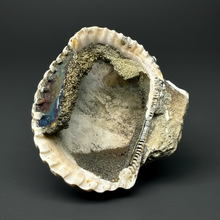 Load image into Gallery viewer, Bivalve (Pelecypoda) Fossil Sea Shell with Chalcopyrite | Mineralized Fossil Specimen | Indonesia