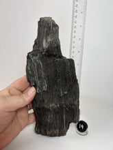 Load image into Gallery viewer, Black Druzy Petrified Wood from Indonesia