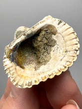 Load image into Gallery viewer, Bivalve (Pelecypoda) Fossil Sea Shell with Chalcopyrite | Mineralized Fossil Specimen | Indonesia