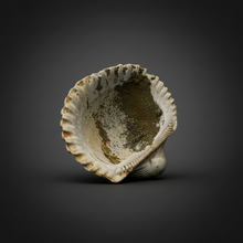 Load image into Gallery viewer, Bivalve (Pelecypoda) Fossil Sea Shell with Calcite Crystals and Chalcopyrite | Mineralized Fossil Specimen | Indonesia