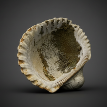 Load image into Gallery viewer, Bivalve (Pelecypoda) Fossil Sea Shell with Calcite Crystals and Chalcopyrite | Mineralized Fossil Specimen | Indonesia