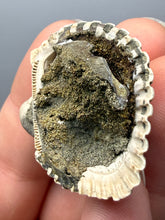 Load image into Gallery viewer, Bivalve (Pelecypoda) Fossil Sea Shell with Chalcopyrite | Mineralized Fossil Specimen | Indonesia