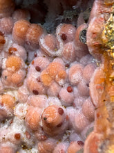 Load image into Gallery viewer, “Goblin Chalcedony” Pink & Orange Druzy Botryoidal Stalactites — Tichka Massif, High Atlas, Morocco
