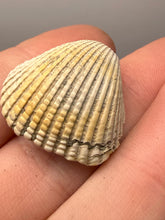 Load image into Gallery viewer, Bivalve (Pelecypoda) Fossil Sea Shell with Chalcopyrite | Mineralized Fossil Specimen | Indonesia