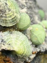 Load image into Gallery viewer, High-Grade Green Wavellite Collectors Specimen - Radiating Botryoidal Crystal Formation - Arkansas, USA