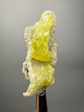 Load image into Gallery viewer, Vibrant Yellow Brucite Thumbnail Mineral Specimen | Collector Crystal from Killa Saifullah District in Balochistan Province, Pakistan