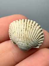 Load image into Gallery viewer, Bivalve (Pelecypoda) Fossil Sea Shell with Chalcopyrite | Mineralized Fossil Specimen | Indonesia