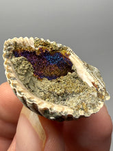 Load image into Gallery viewer, Bivalve (Pelecypoda) Fossil Sea Shell with Chalcopyrite | Mineralized Fossil Specimen | Indonesia
