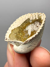 Load image into Gallery viewer, Bivalve (Pelecypoda) Fossil Sea Shell with Chalcopyrite | Mineralized Fossil Specimen | Indonesia