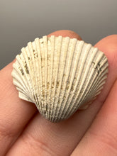 Load image into Gallery viewer, Bivalve (Pelecypoda) Fossil Sea Shell with Chalcopyrite | Mineralized Fossil Specimen | Indonesia