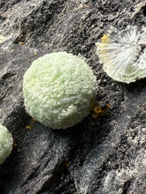Load image into Gallery viewer, High-Grade Green Wavellite Collectors Specimen - Radiating Botryoidal Crystal Formation - Arkansas, USA