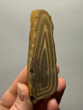 Load image into Gallery viewer, Stromatolite Fossil Slice | Ancient Microbial Reef Structure | Morocco