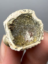 Load image into Gallery viewer, Bivalve (Pelecypoda) Fossil Sea Shell with Chalcopyrite | Mineralized Fossil Specimen | Indonesia